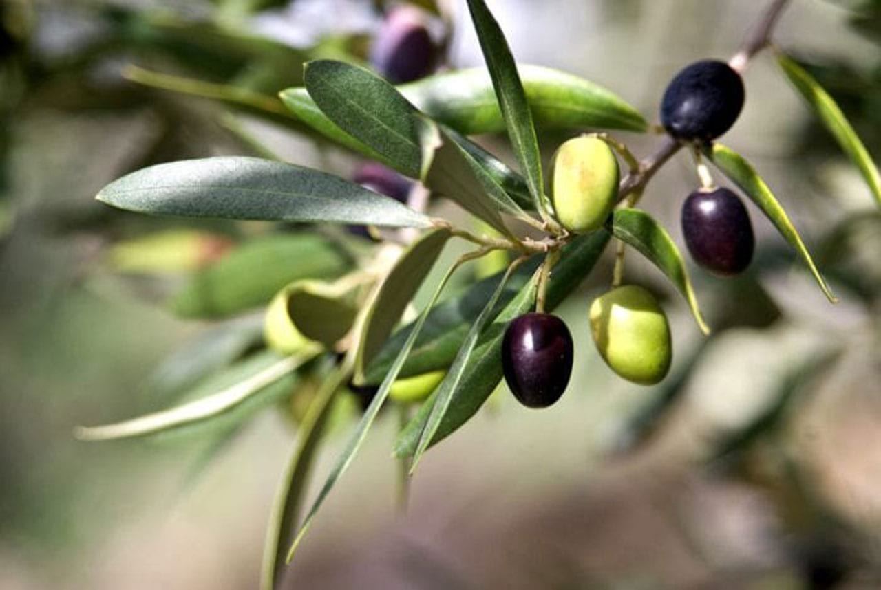 Zeytin Ağaçlarında “Var Yılı / Yok Yılı” Sorunu Gübreleme ile Çözülür mü?